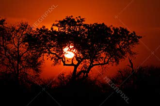 Savanna sunset, Kruger park, South Africa