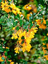 Berberis vulgaris