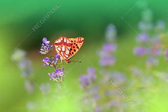 Beautiful Green Nature Background.Butterfly Fantasy Design.Artistic Abstract Flowers.Art Photography.Spring,summer,creative.Magic.
