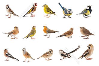 Set of small song birds isolated on white background