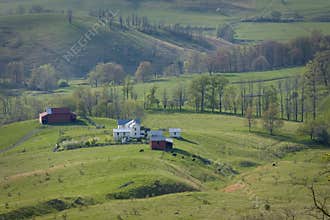 Cattle grazing on a mountain farm in Virginia