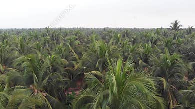 Aerial view of coconut palm trees from drone in rural Indian coconut plantation groove, Kerala.
