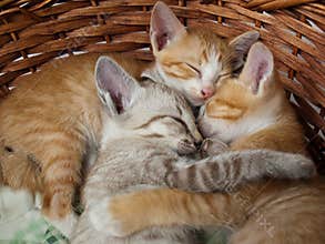 Cats sleeping in the basket