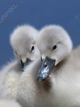 Cygnets