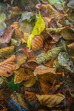 Autumn leaves with textured wallpaper