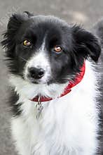 Border Collie, black and white border collie with red kerchief 