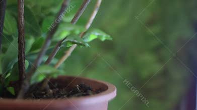Four chrysalises of common mormon butterfly