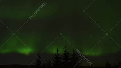Majestic and powerful Aurora Borealis, northern light, dancing over spruce tree tops on star filled night sky in the arctic circle