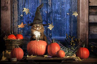 Halloween Cat