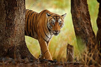 Tiger walking in old dry forest. Indian tiger with first rain, wild danger animal in the nature habitat, Ranthambore, India. Big c