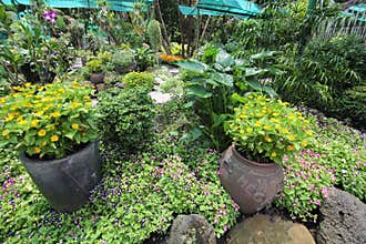 Plants at Saigon Zoo and Botanical Gardens