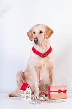Golden retriever in Christmas style