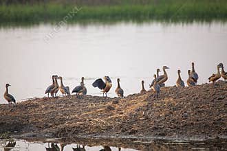 Flock of Lesser whistling ducks in Keoladeo Ghana National Park, Bharatpur, India.