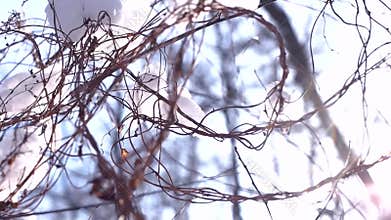 Snow falling, tree branches.