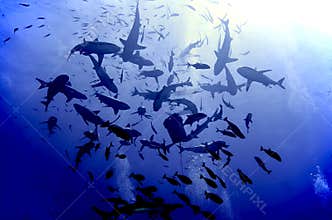 Shark feeding frenzy
