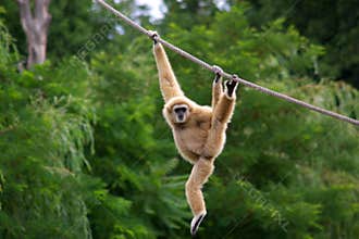 Gibbon monkey