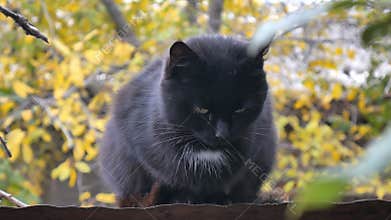 A Black Cat Sitting on the roof, Autumn Forest Seeking Prey in a Sunny Day