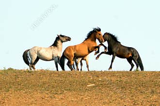 Wild Horses / Mustang Stallions fighting in the Pryor Mountains Wild Horse Range on the state border of Wyoming and Montana USA