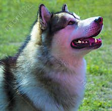 Huskies. Huskies dog breeds.Portrait of a pet dog. A favorite of