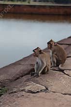 Monkeys in ruins of Angkor Wat, Cambodia