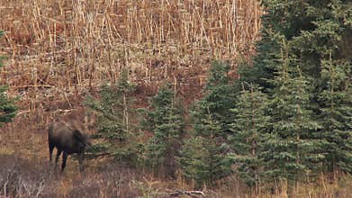 Moose walking through forest