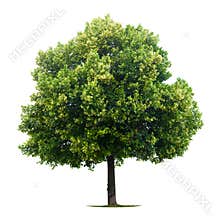 Leafy Linden tree