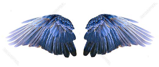 Blue wings