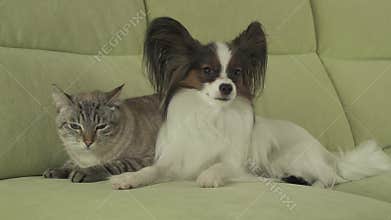 Dog Papillon lies next to cat Thai stock footage video