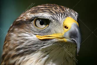Eagle eye