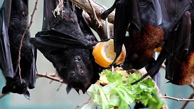 Flying Fox Pteropus Vampyrus Bat