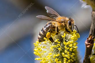 Honey bee Apis mellifera pollinating yellow flower of Goat Wil