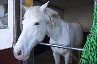 Andalusian white horse with plait