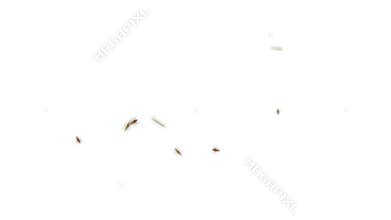 Angry Bees Flying Around in Alpha Channel