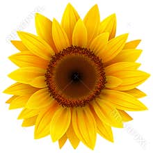 Sunflower flower isolated