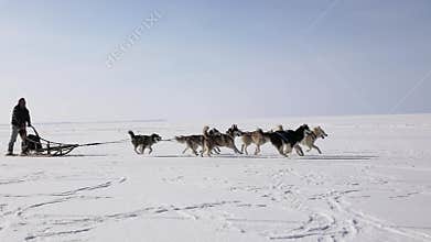 Training sled dogs on a frozen bay