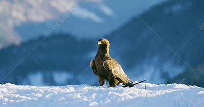 Proud golden eagle eats on a dead animal in the mountains at winter