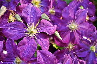 Purple Clematis flowers just after spring rain.