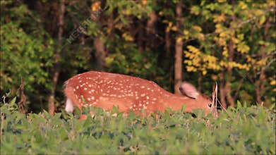 Whitetail Deer Fawn Feeding in Bean Field