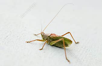 Grasshoppper on a white background latin Caelifera