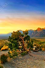 Red Rock Canyon, Nevada