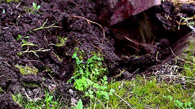 Digging the soil in the garden