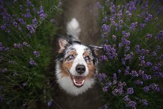 Happy dog in lavender flowers. Australian shepherd. Pet on nature summer