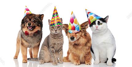Group of four funny cats and dogs with birthday hats