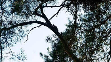 Woodpecker with colorful feathers sitting on a tree forest 4k