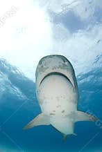 Tiger Shark Swims Overhead