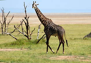 Male giraffe