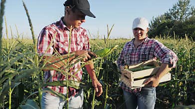 Farmers harvesting corn at field of organic eco farm