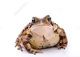 Big Mamma