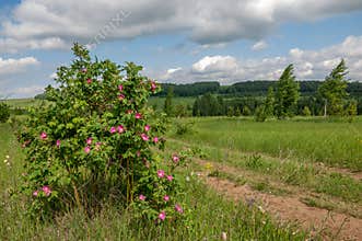 Summer country road