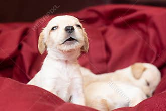 Cute little puppy